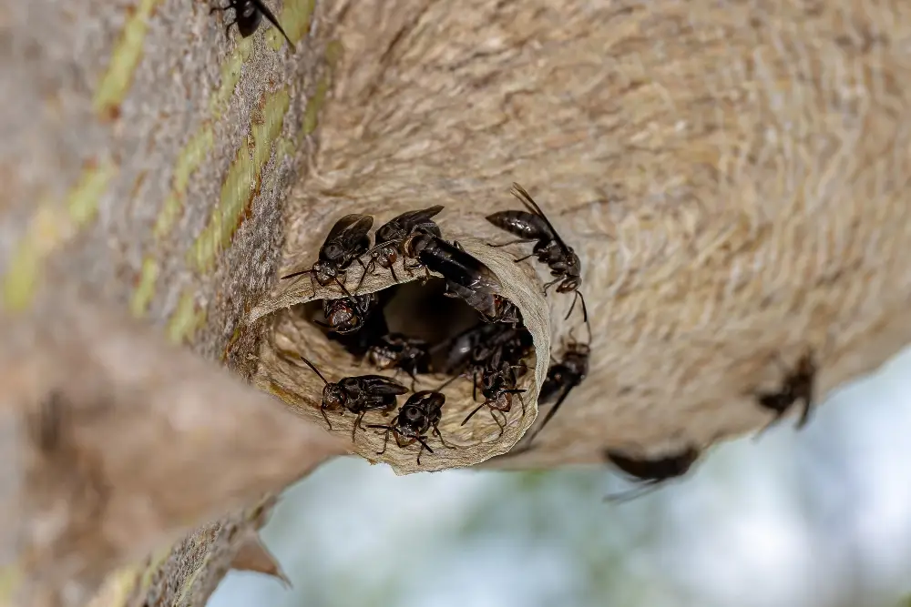 Mud dauber nest tubes on a wall