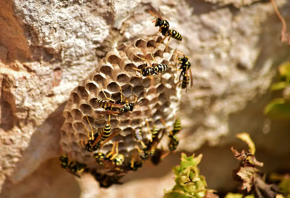 Yellow jackets around a hidden nest entrance