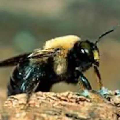 Bee removal work in progress at a Katy property