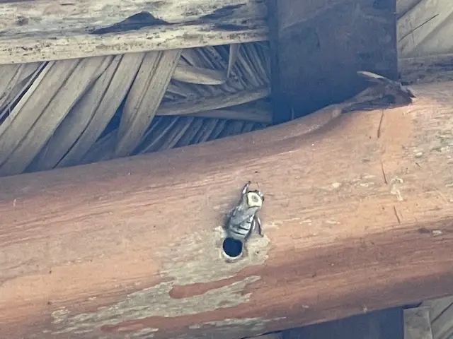 Carpenter bee damage being treated on a wooden structure