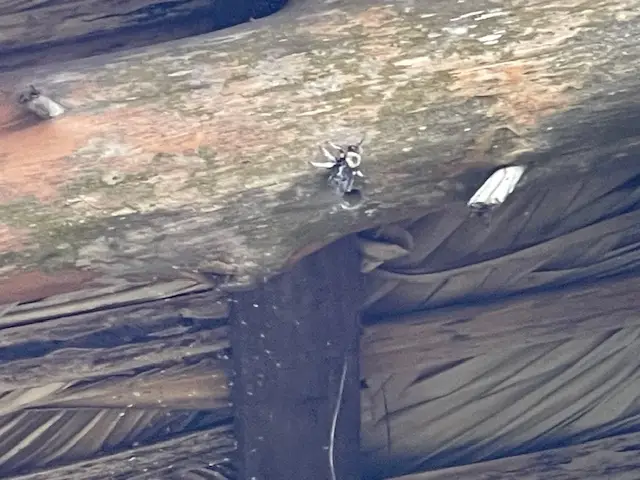 Technician sealing carpenter bee entry holes in wood