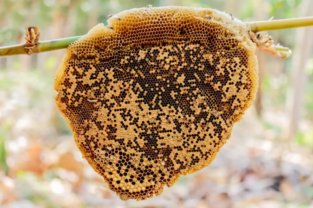 Bee prevention treatment on a home exterior