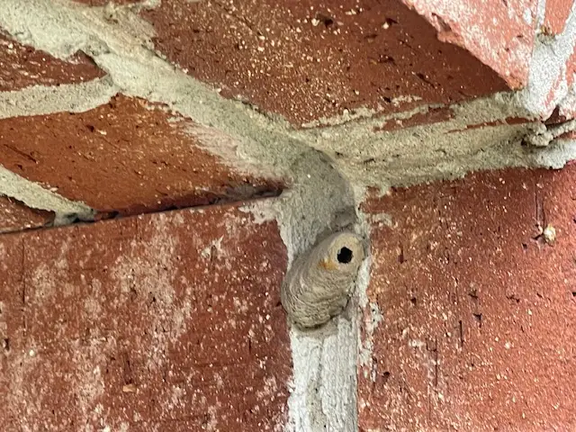 Technician removing mud dauber tubes from a building