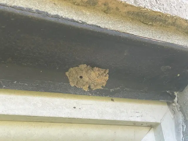 Mud dauber nests clustered under a roofline