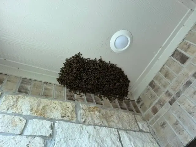Honey bee swarm clustered under a soffit above a stone wall in Katy, TX