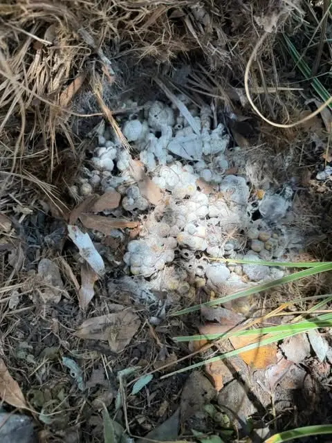 Bumble bee nest exposed on the ground