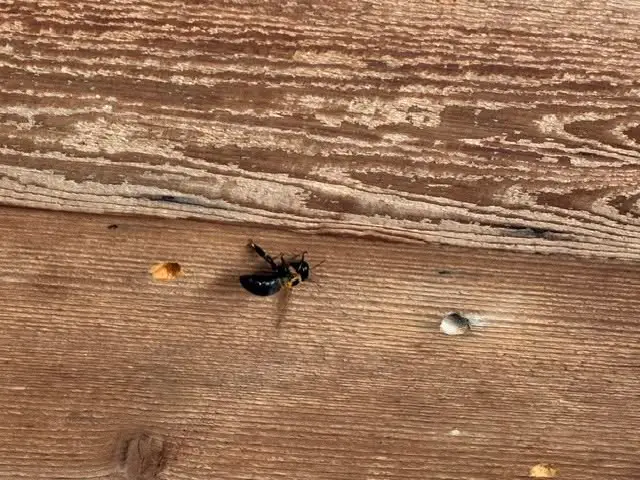 Carpenter bee leaving a round tunnel entrance in weathered exterior timber in Katy, TX