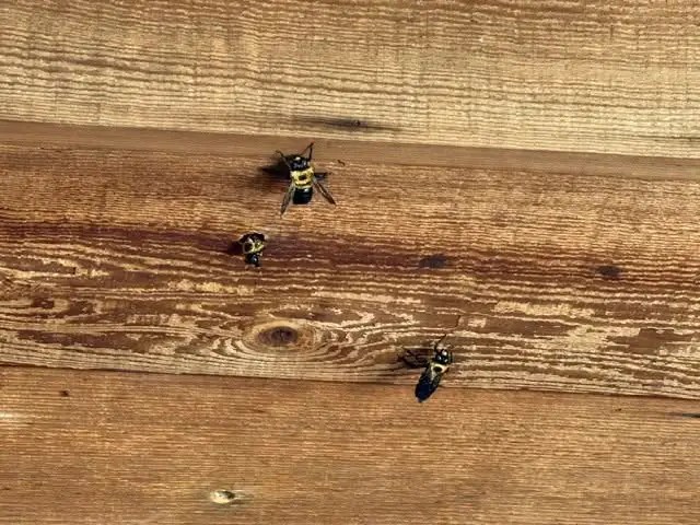 Carpenter bees leaving tunnel entrances in exterior timber