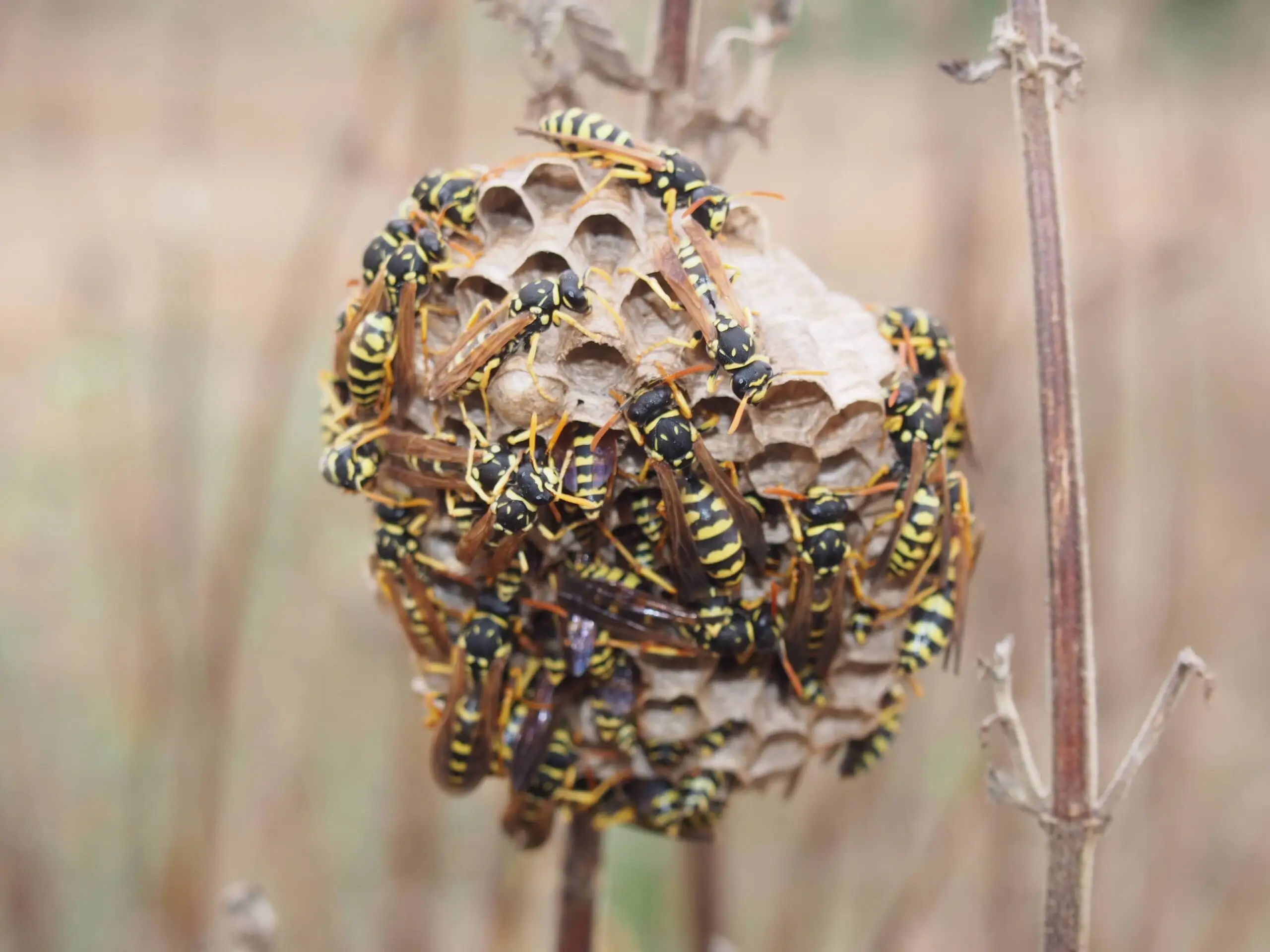 Yellow jacket on foliage near a nest entrance