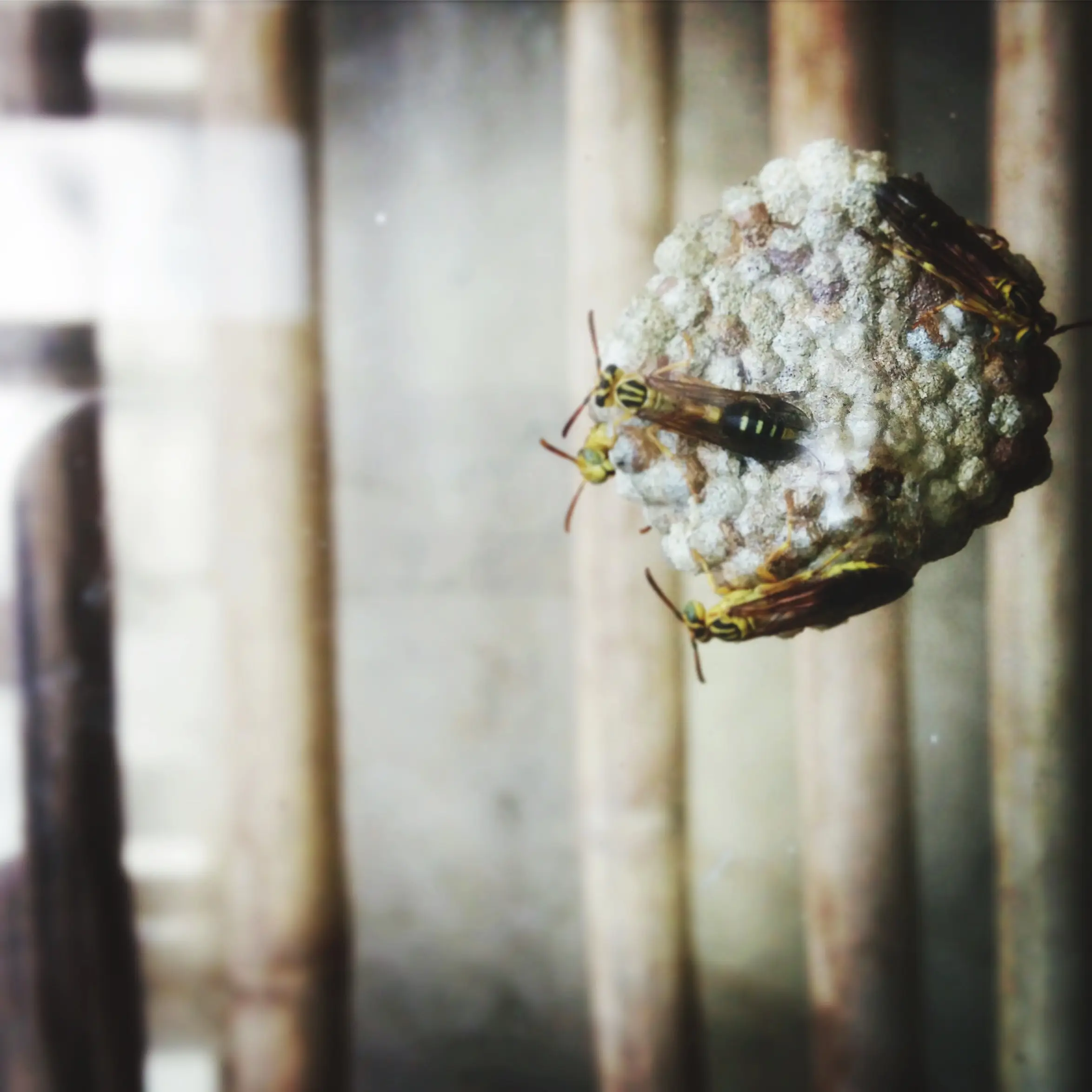 Yellow jacket activity around a concealed nest entrance