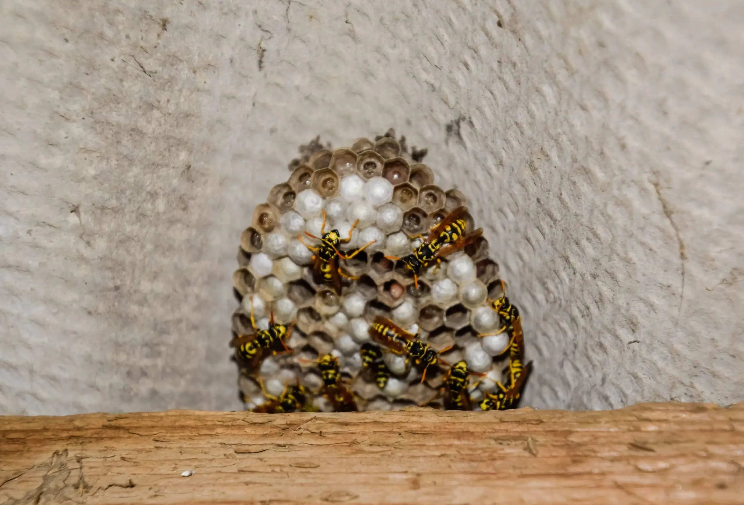 Concealed wasp nest in the roof structure of an outbuilding