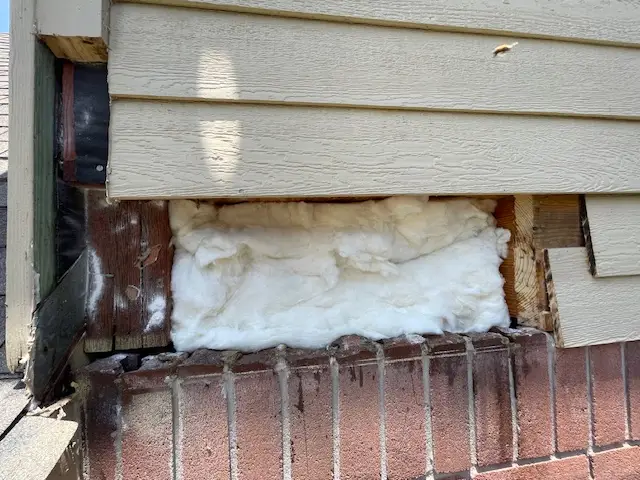Bee and wasp removal work, photo 18