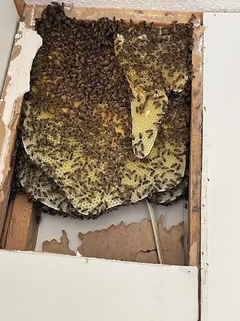 Bee and wasp removal work, photo 23
