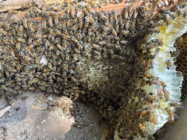 Bee and wasp removal work, photo 12