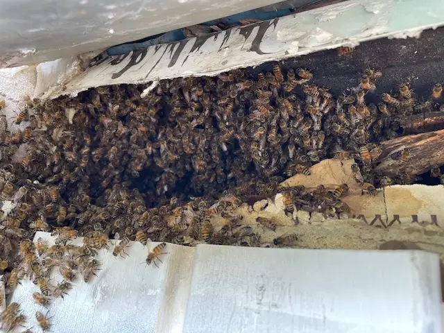 Raul removing a bee hive from a residential property in Katy, Texas