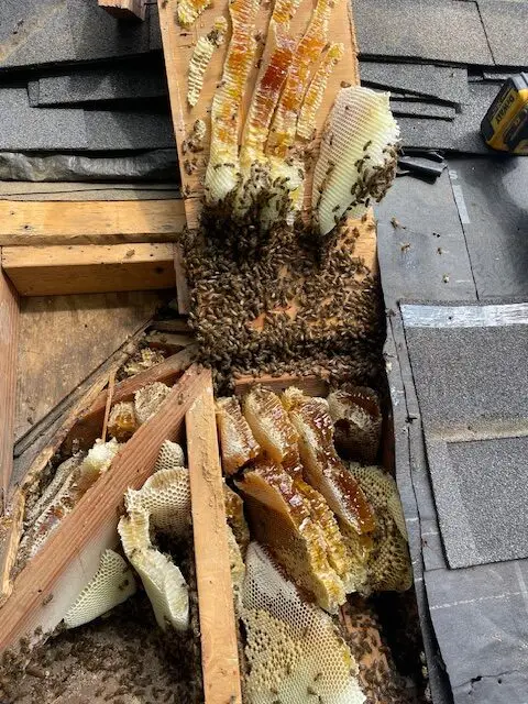 Bee and wasp removal work, photo 17