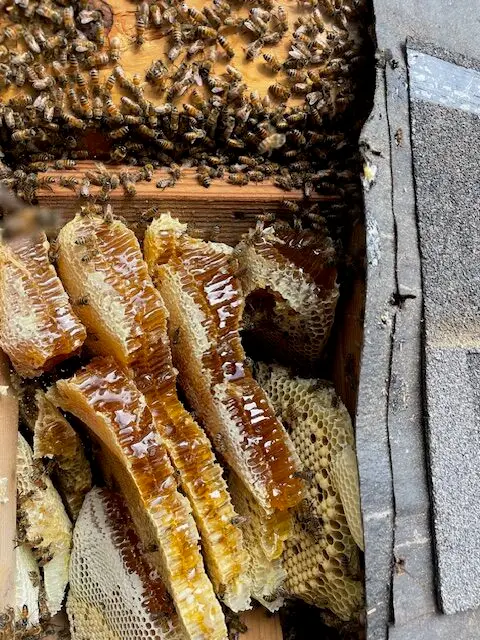 Bee and wasp removal work, photo 21