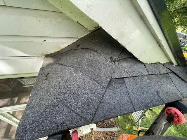 Close-up of a relocated honey bee comb