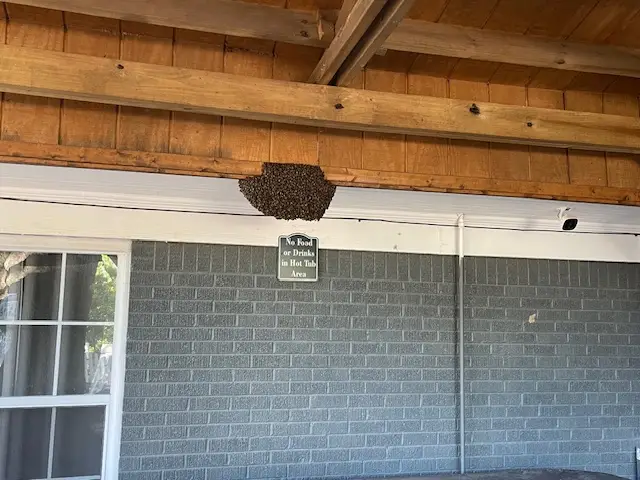 Bee and wasp removal work, photo 7
