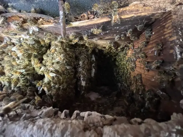 Raul relocating a honey bee colony