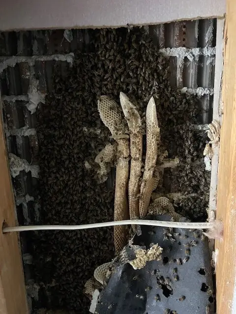 Bee and wasp removal work, photo 3