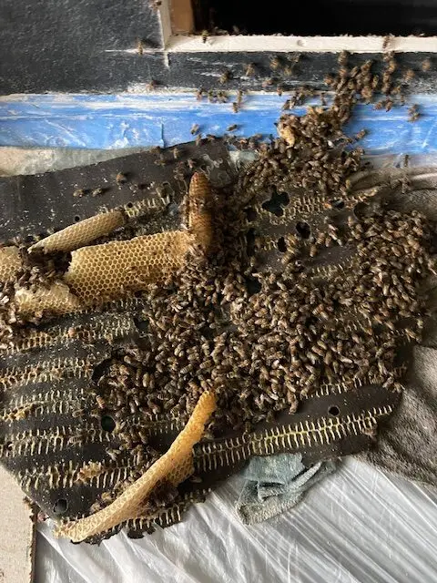 Comb removed intact from a wall cavity