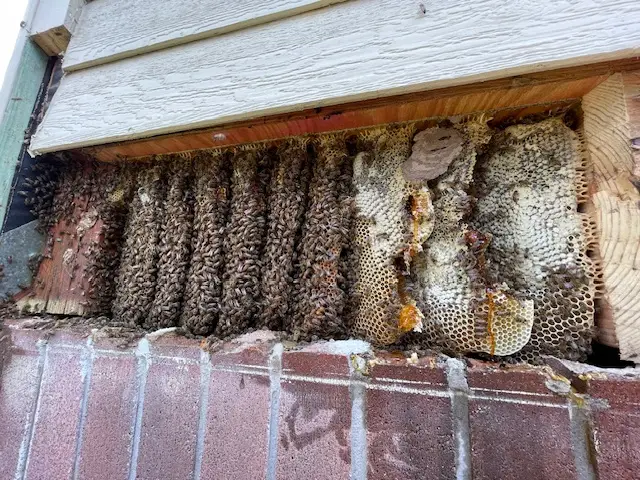 Bee and wasp removal work, photo 13