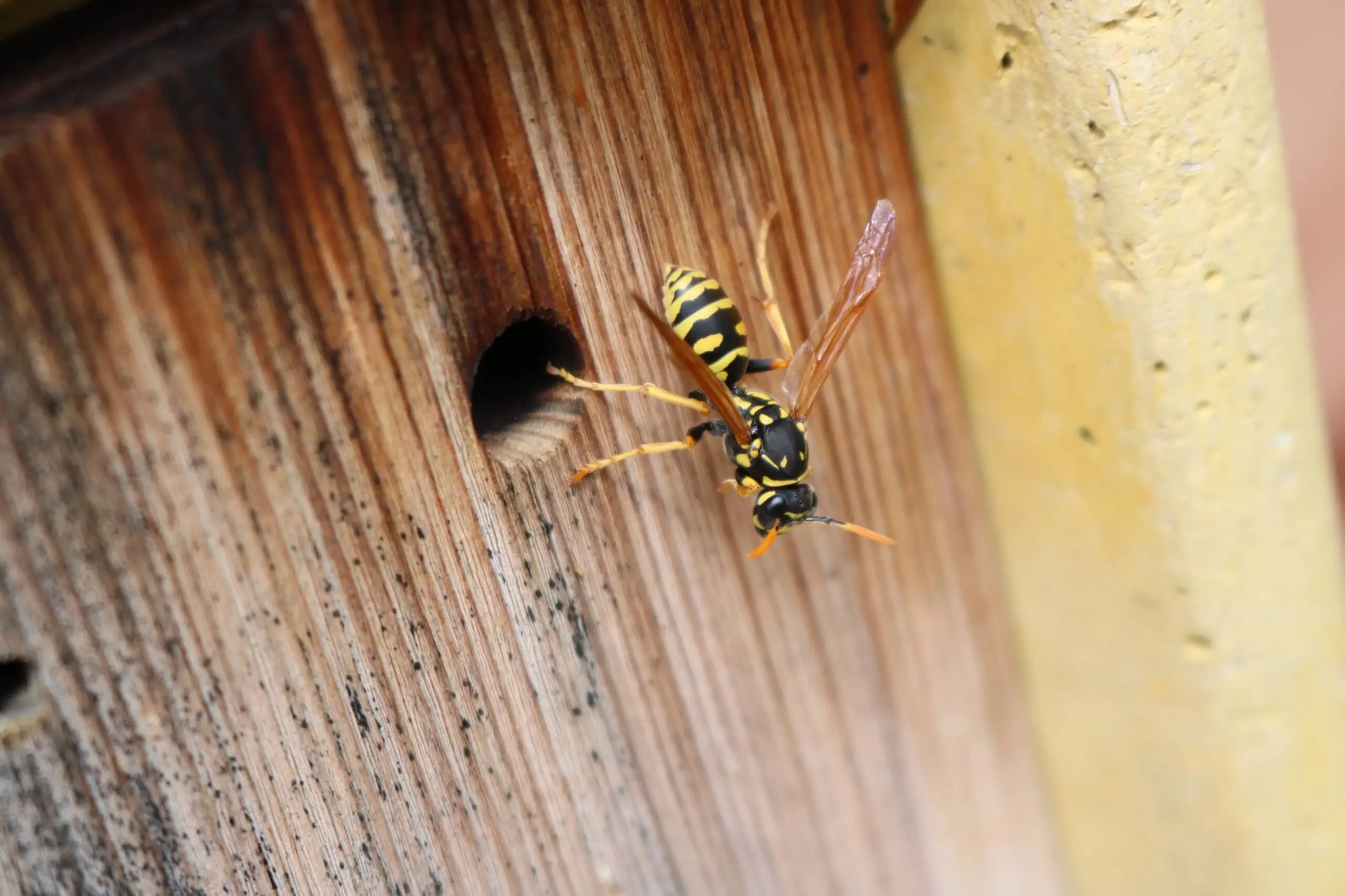 Carpenter bee on a wooden surface