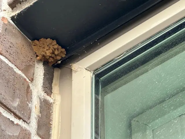 Mud dauber nest in the corner of a window frame