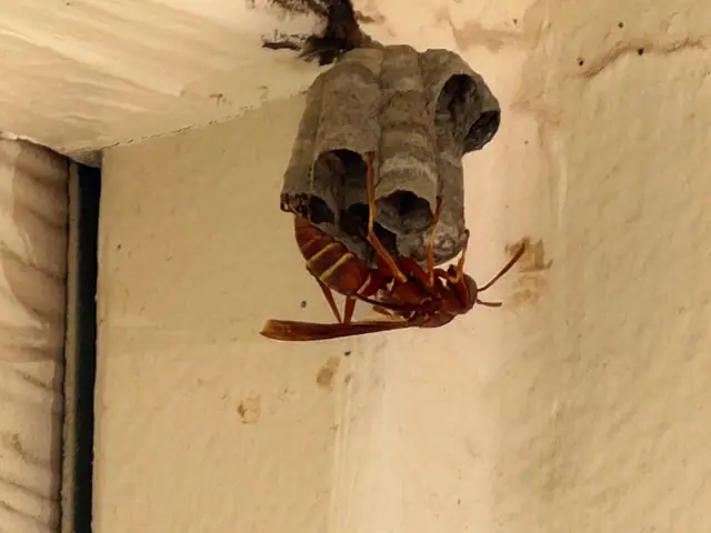 Paper wasp nest with a red wasp on it, attached beneath an eave