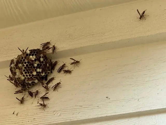 Paper wasp nest with wasps on a fascia board