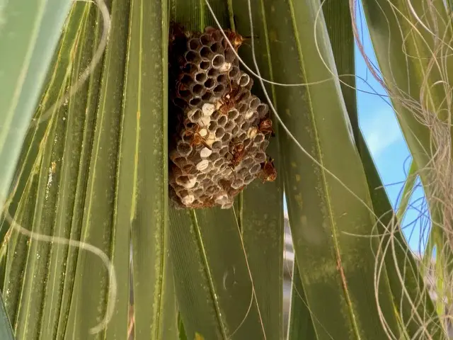 Wasp nest built on the underside of a palm frond in Katy, TX