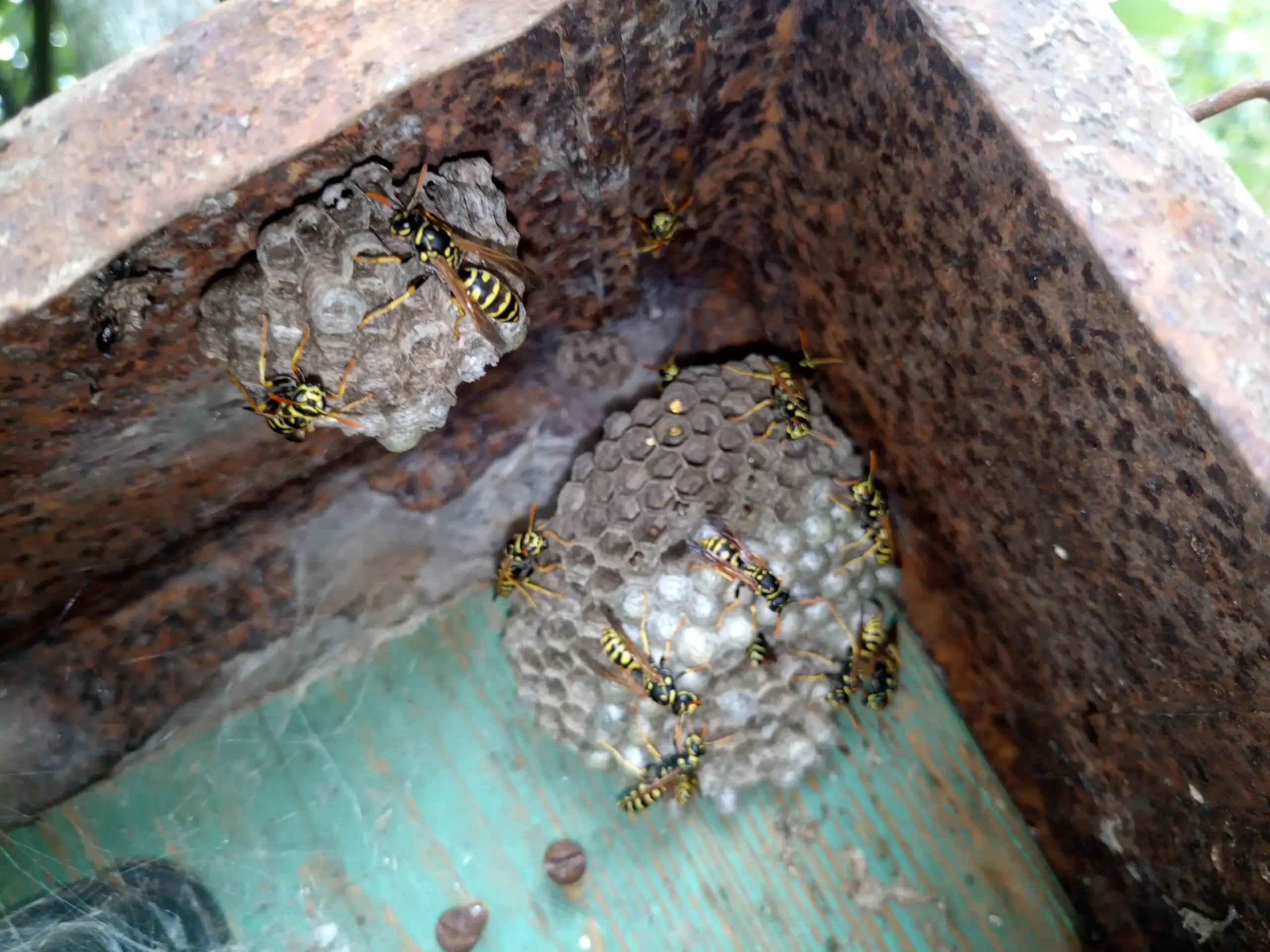 Paper wasp nest on a property