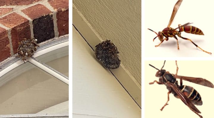 wasp nest on bricks