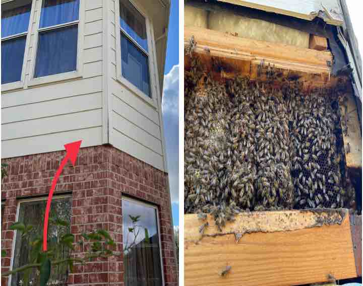 Bee removal showing beehive in the subfloor between first and sevond floor with red arrow pointing to honey comb exposed