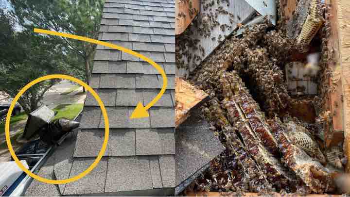 HONEYBEES IN THE ROOF