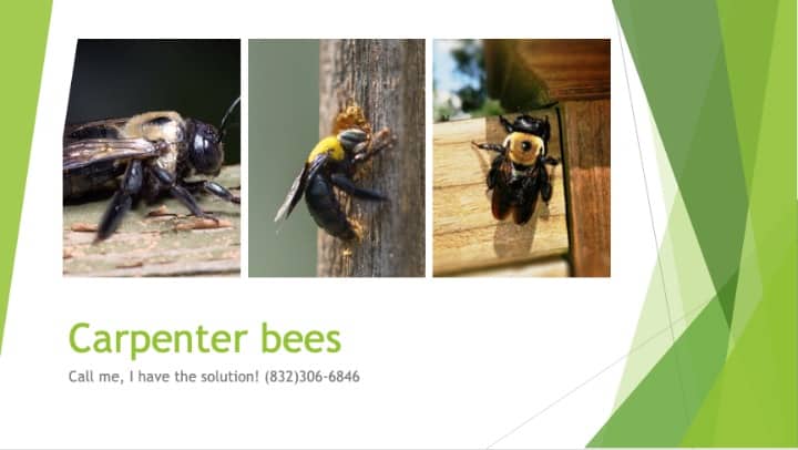 Carpenter bee removal