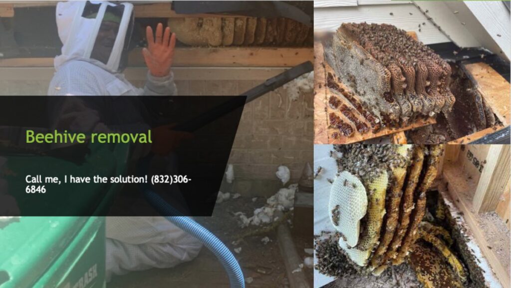 Professional Bee Removal in Houston, TX