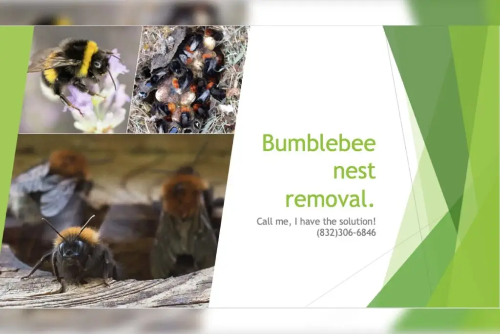 Professional bumblebee nest removal services