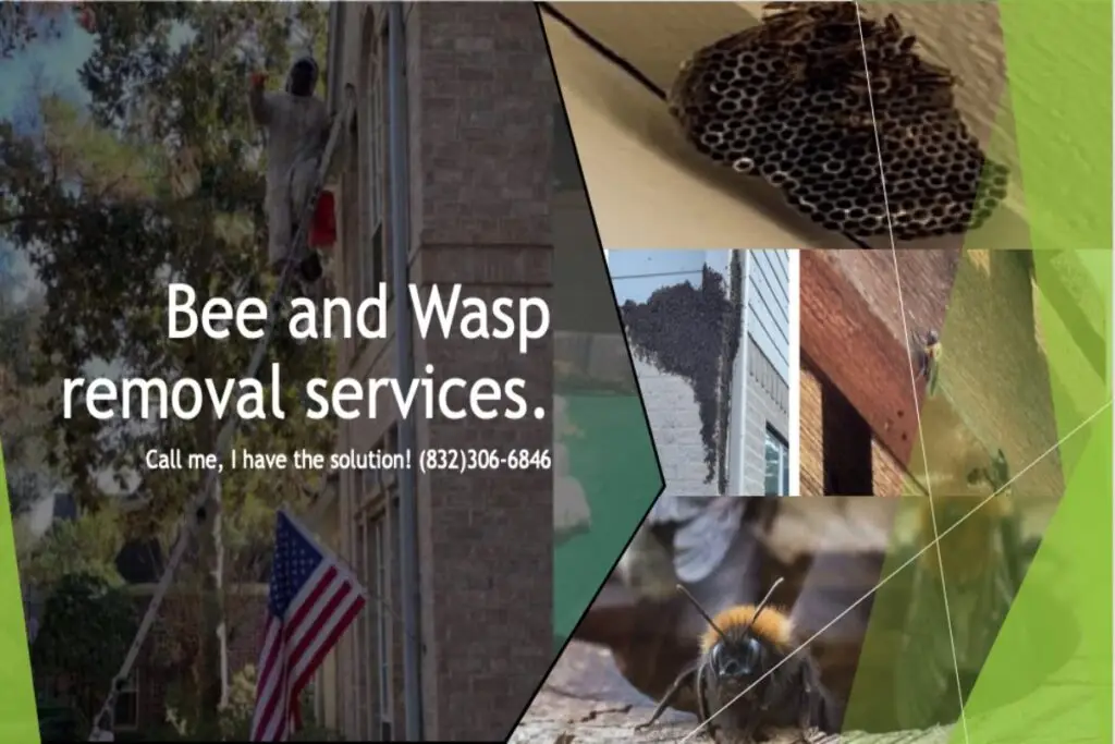 Contact Us- Bee Removal Services