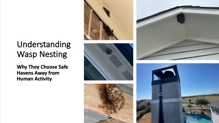 Collage of wasp nests showcasing defferent nesting habits for improved wasp nest removal services