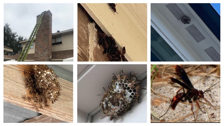 Wasp nest removal service and bee removal in Fulshear, TX