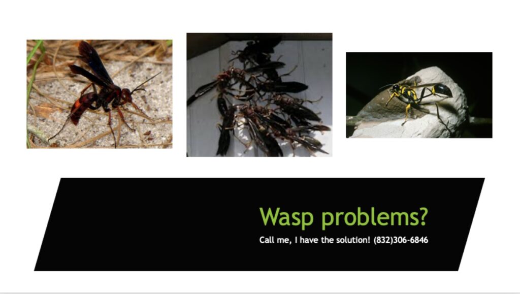 Wasp and Bee nest removal in Katy TX