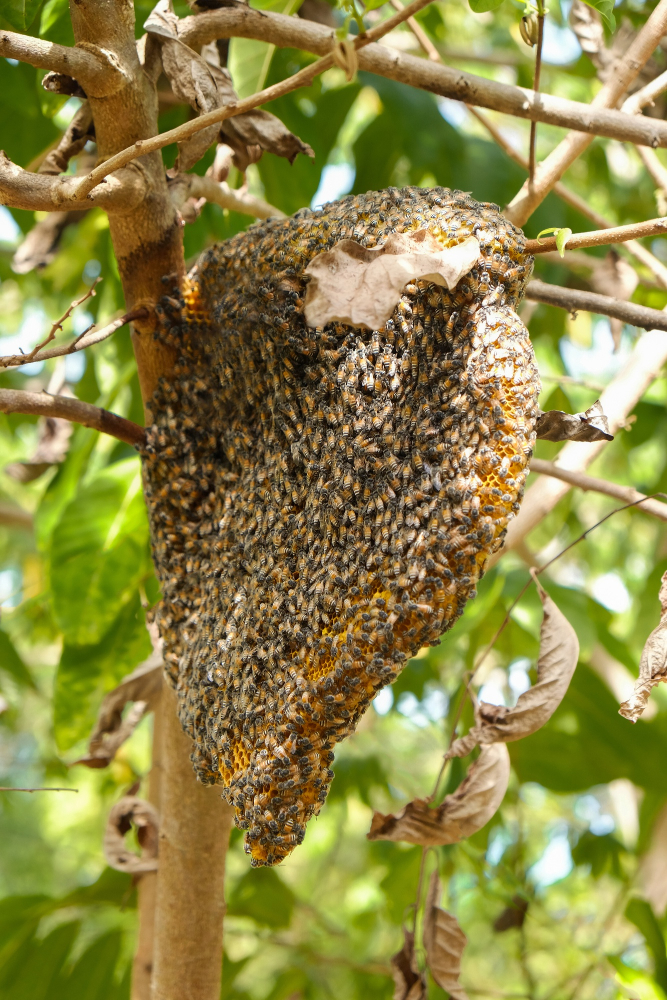 Bumble Bee Nest Removal