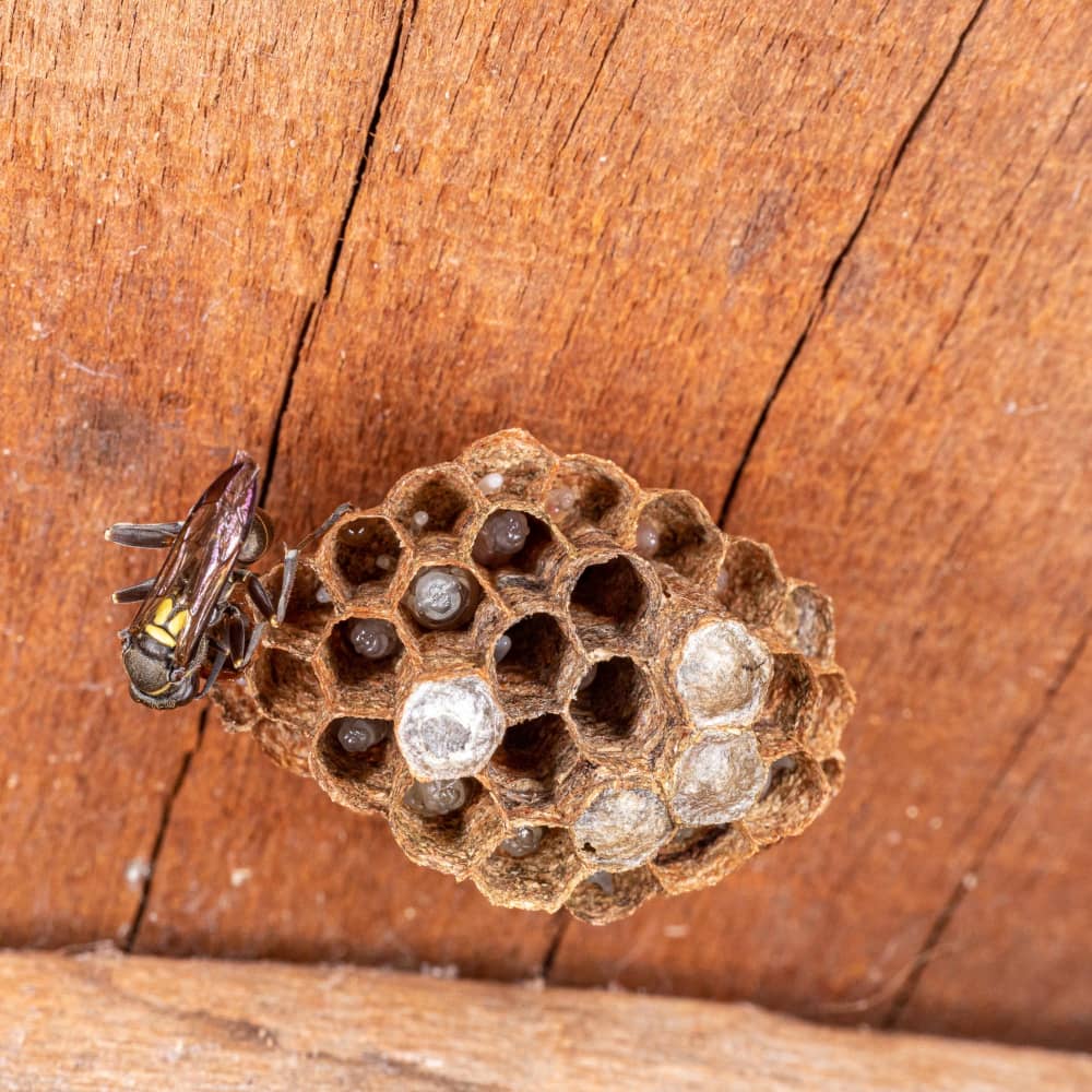 Wasp Nest Removal 