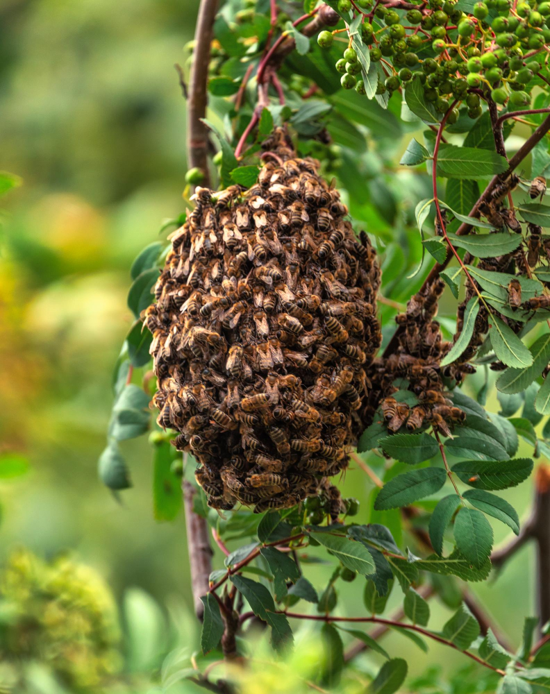 Bumble Bee Nest Removal