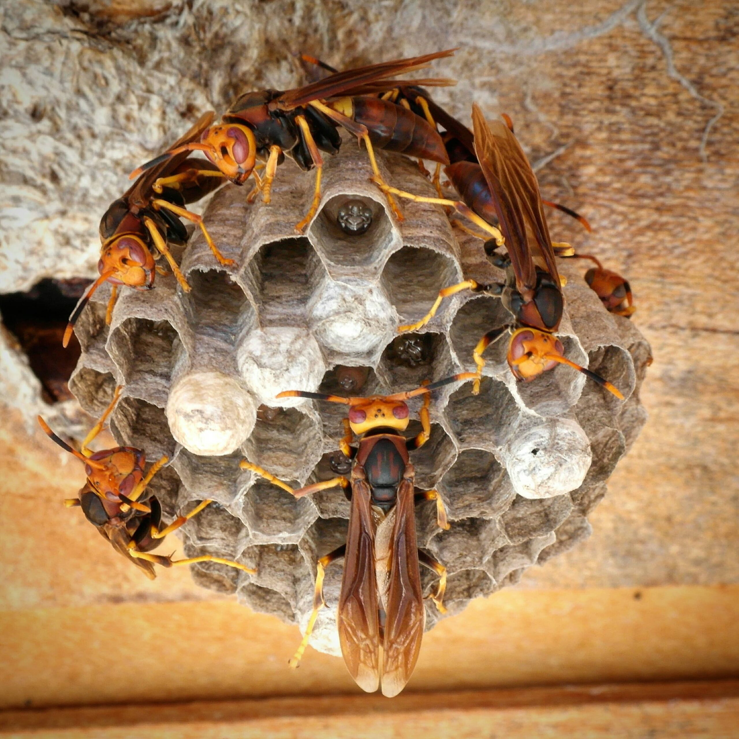 Wasp Nest Removal 