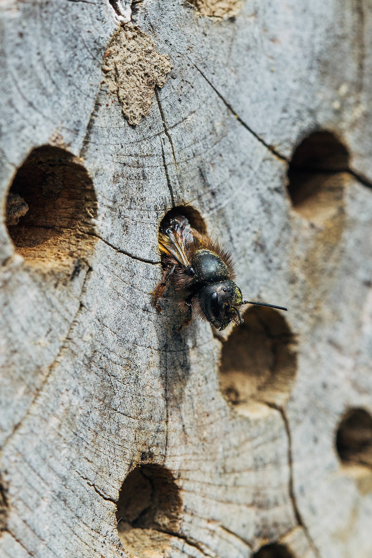 carpenter bee treatment