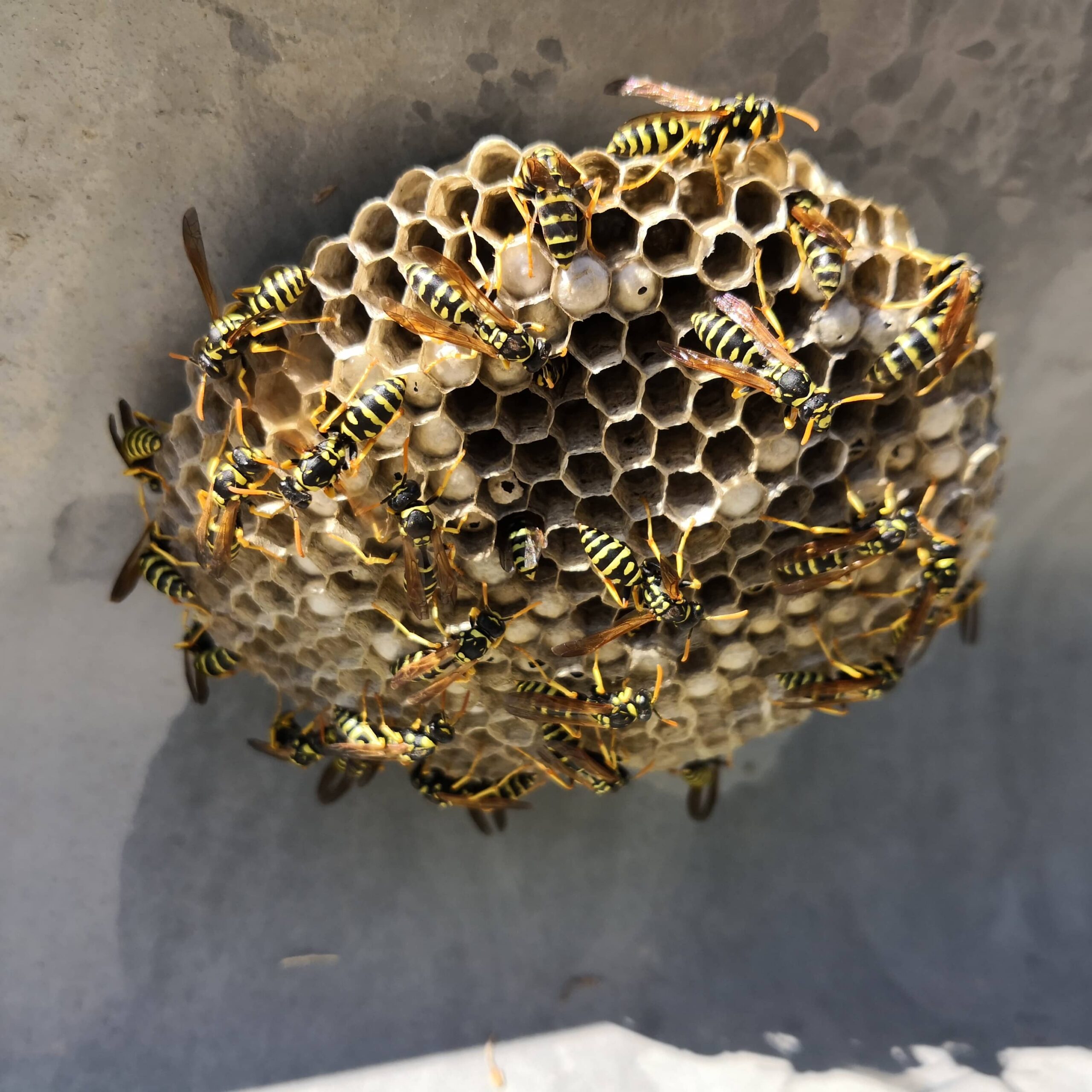 Wasp Nest Removal 
