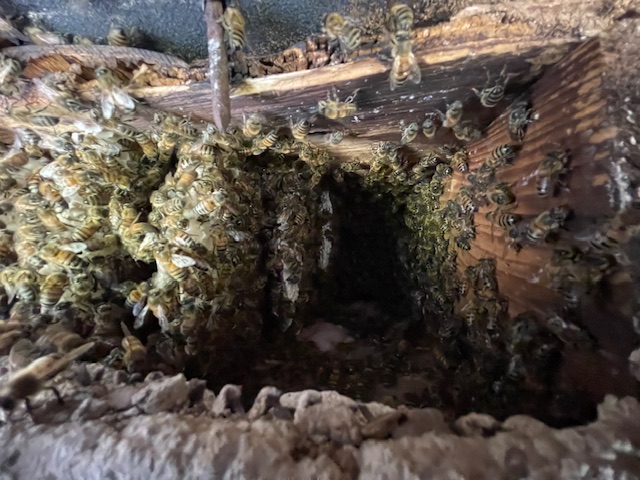 Bee Removal